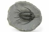 Spiny Psychopyge Trilobite - Top Quality Specimen #250018-2